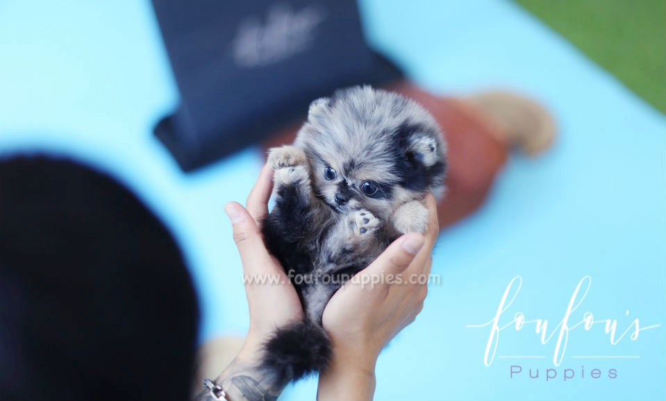 Azura - Pomeranian F.