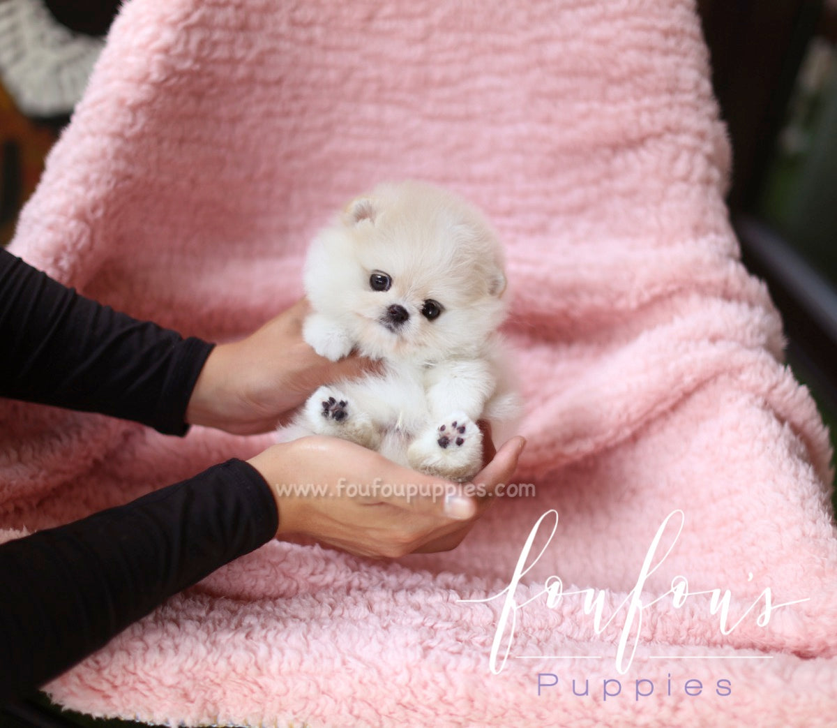 Crème - Pomeranian M