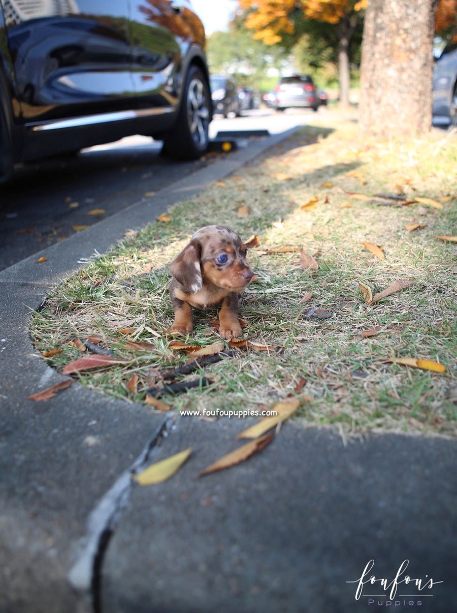 Pogo - Dachsund M.