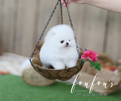 Nova - Pomeranian M.