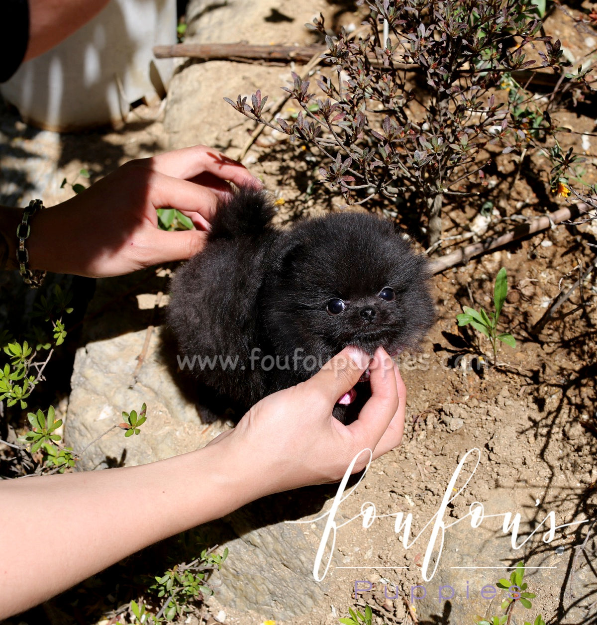 Amaya - Pomeranian F.