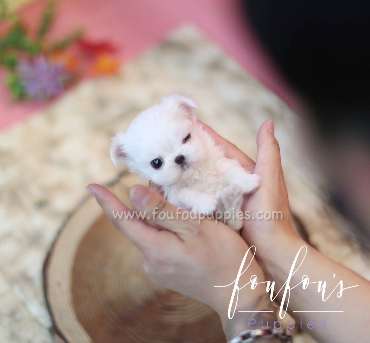 Snoopy - Maltese M.