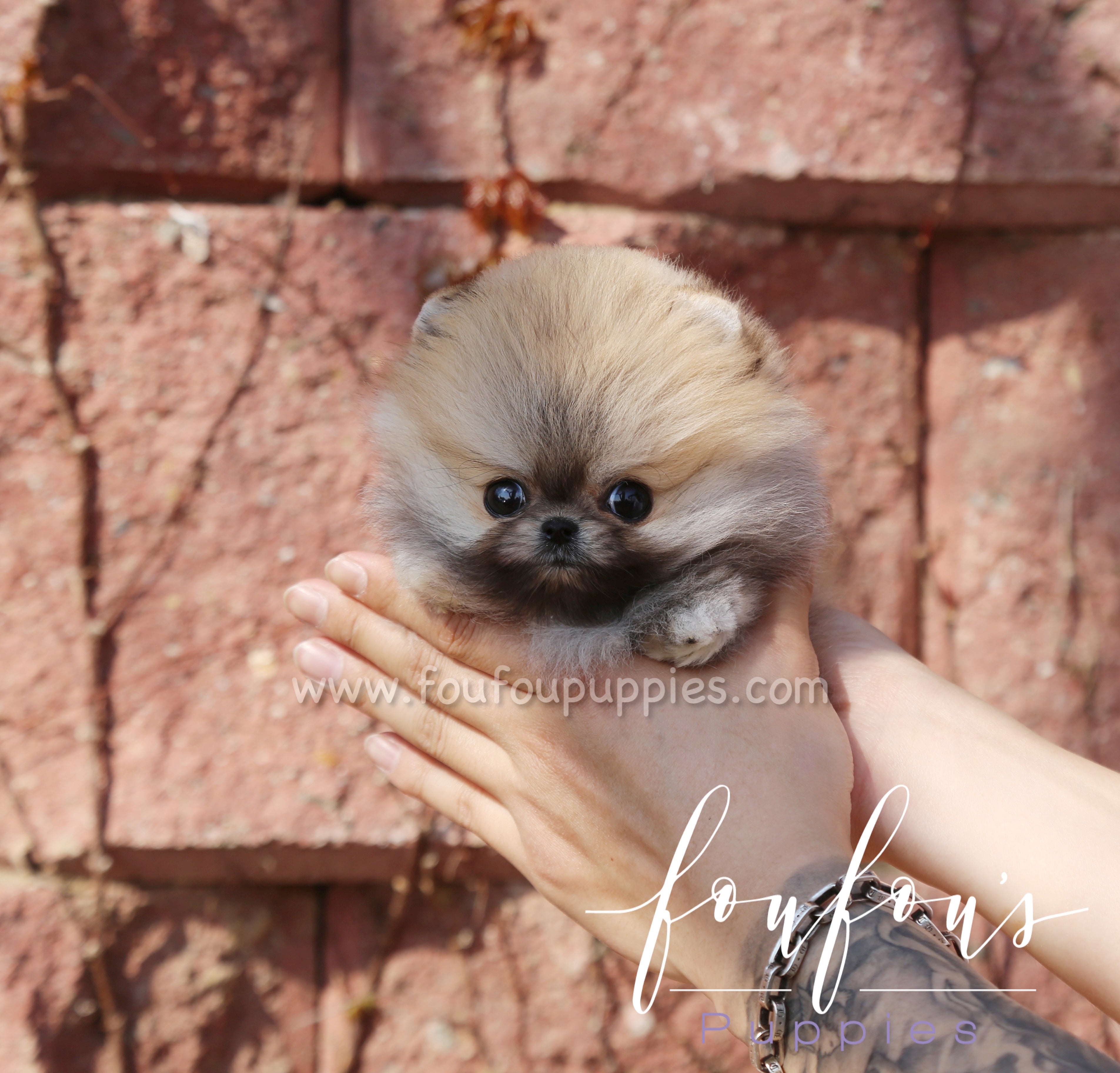 Muffin - Pomeranian M.