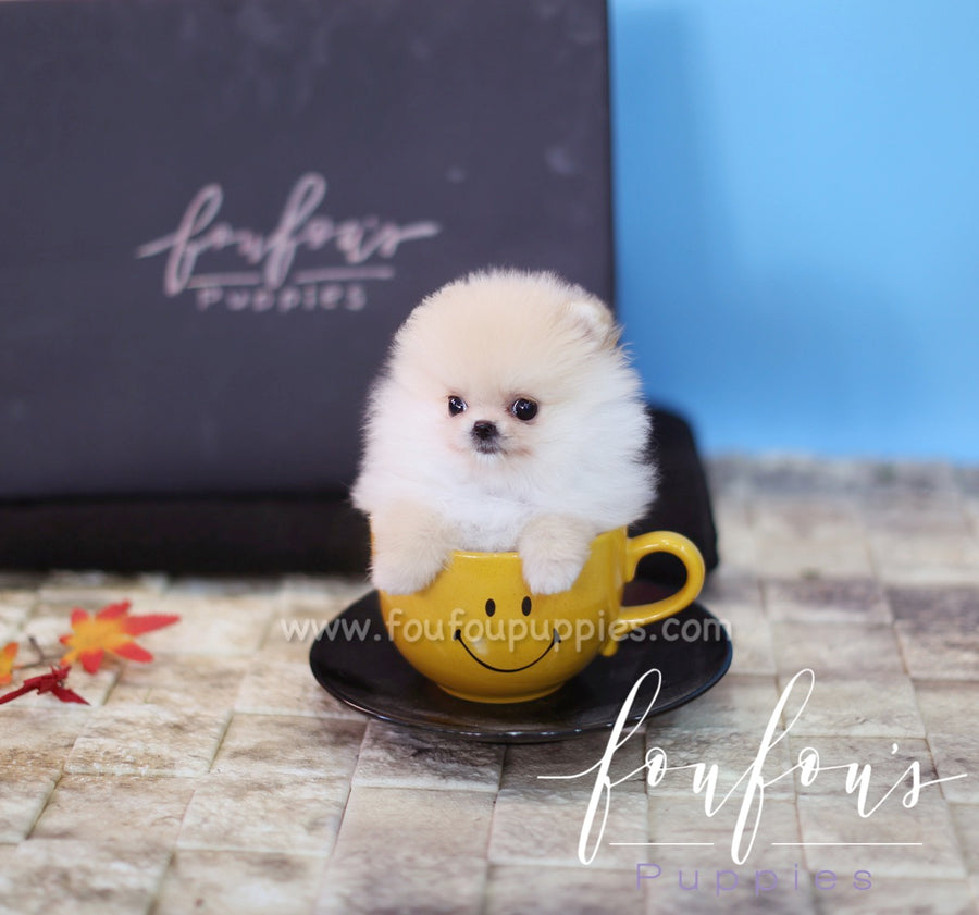 Pixie - Pomeranian F.
