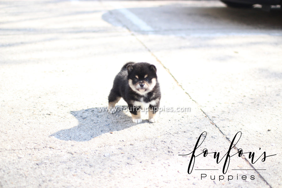 Biggie - Shiba Inu M.