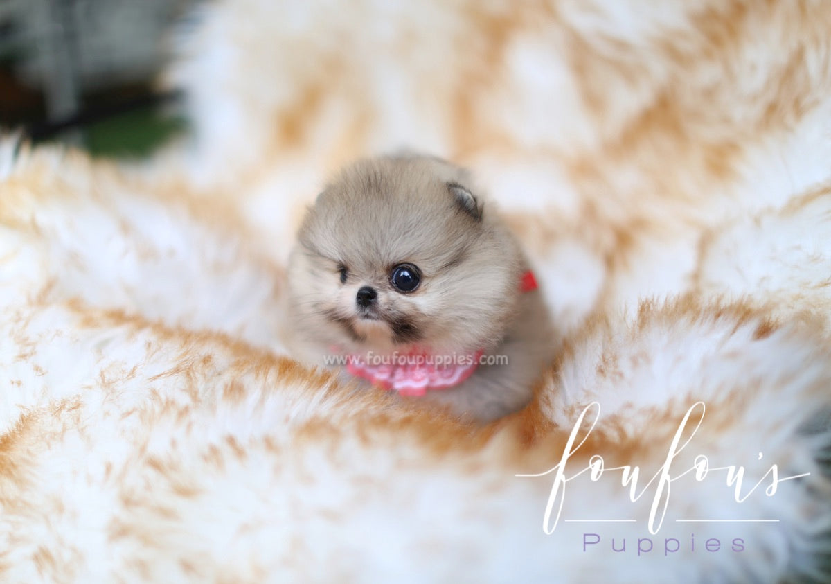 Kaia - Pomeranian F.