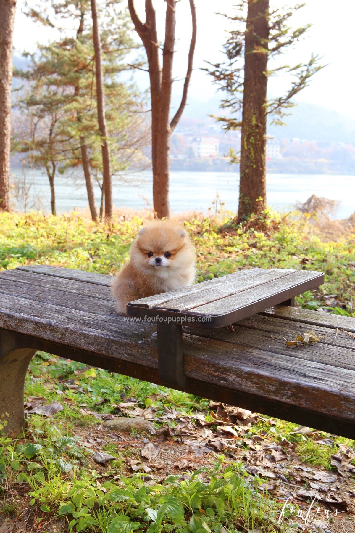 Joy - Pomeranian F.