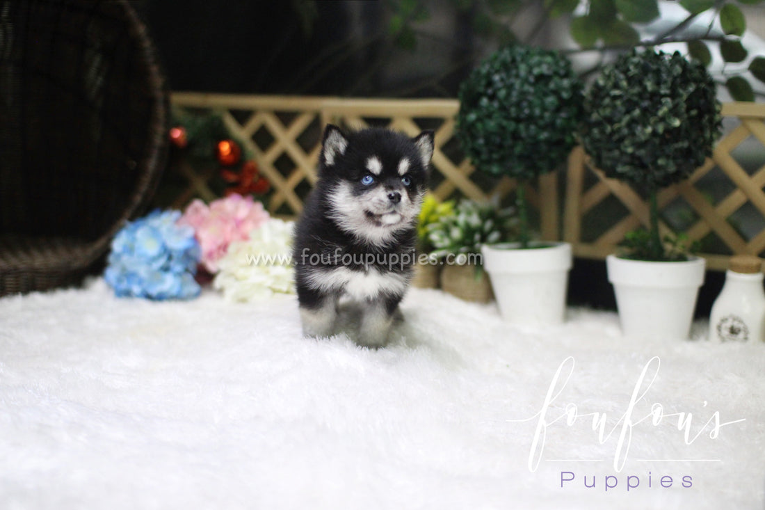 Sapphire - Pomsky F.