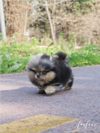 Yeti - Pomeranian M.