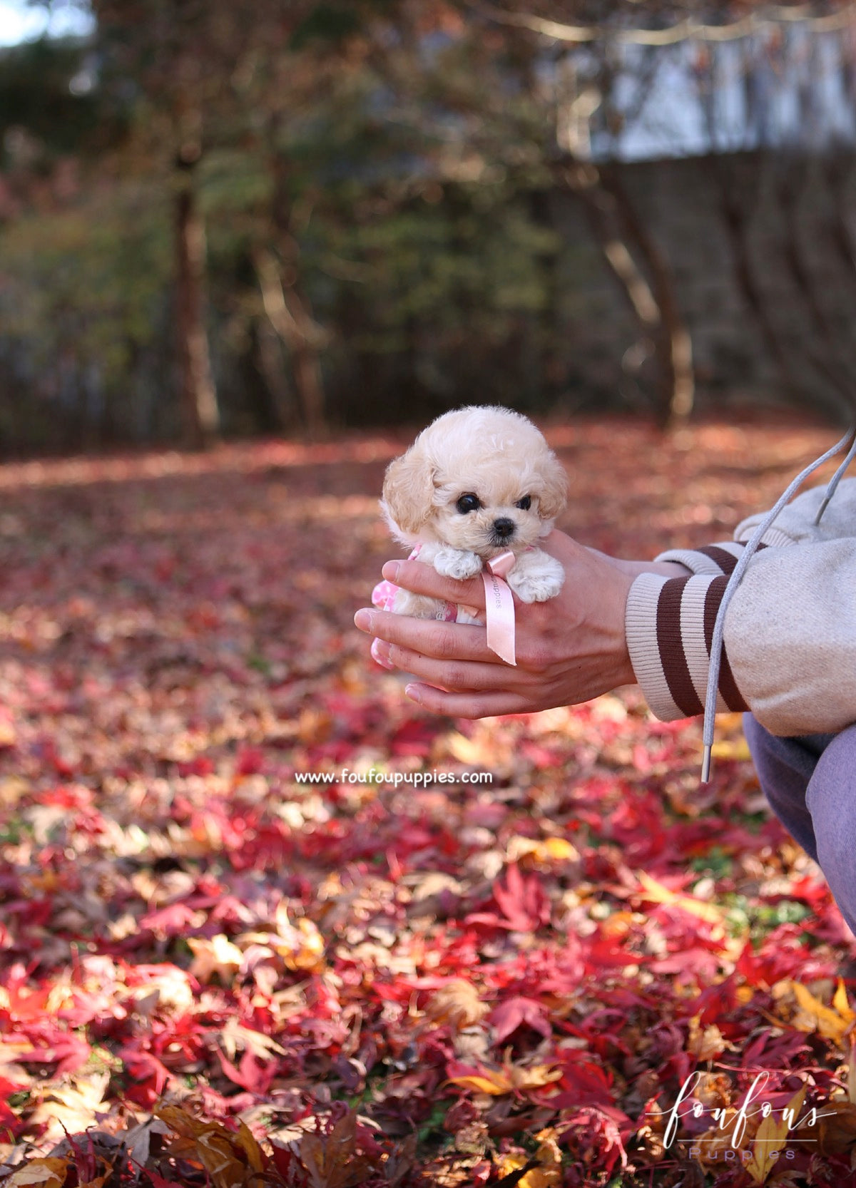 Kirby - Poodle M.