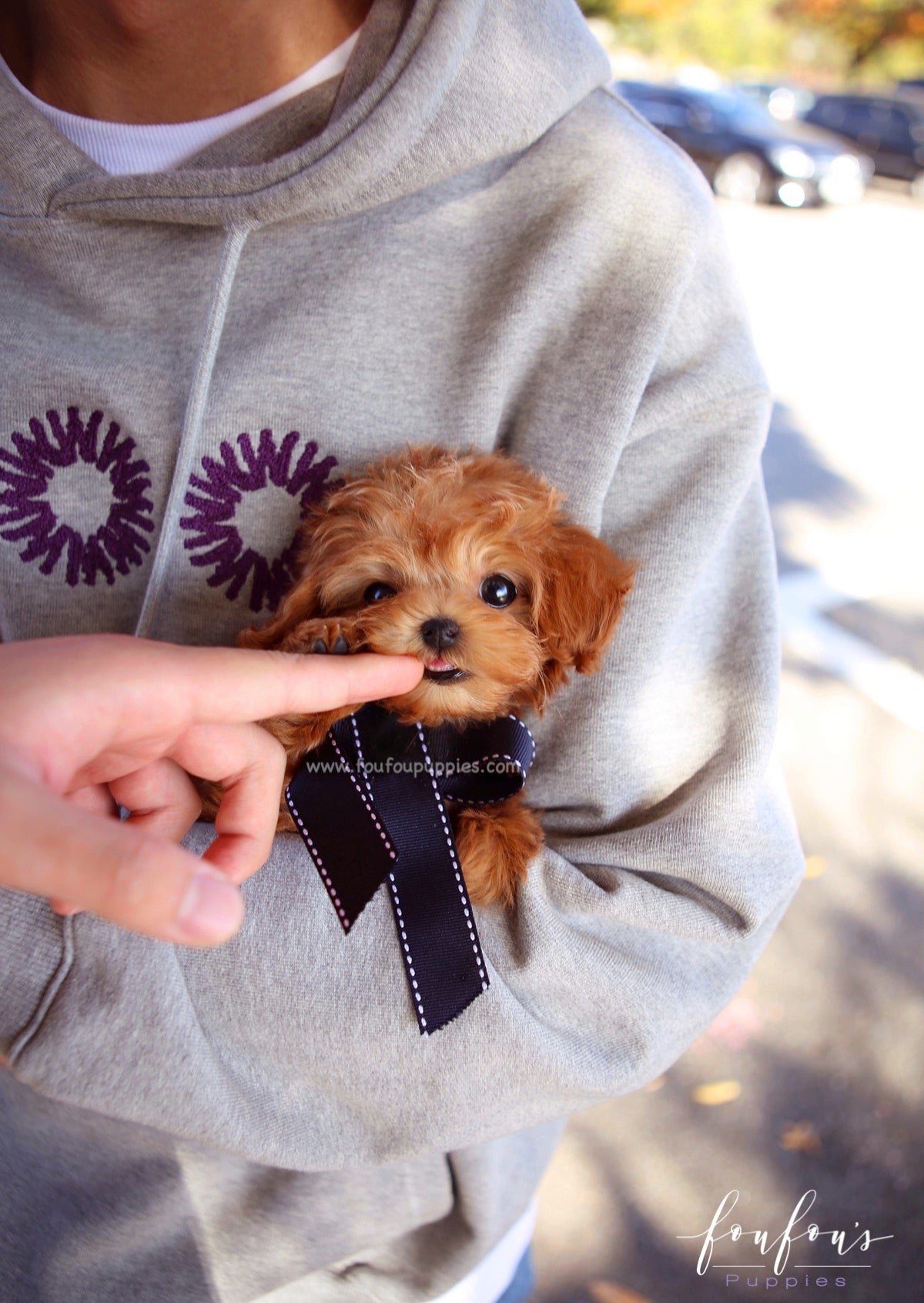 Mowgli - Maltipoo M.