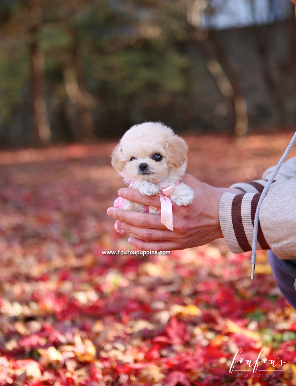 Kirby - Poodle M.