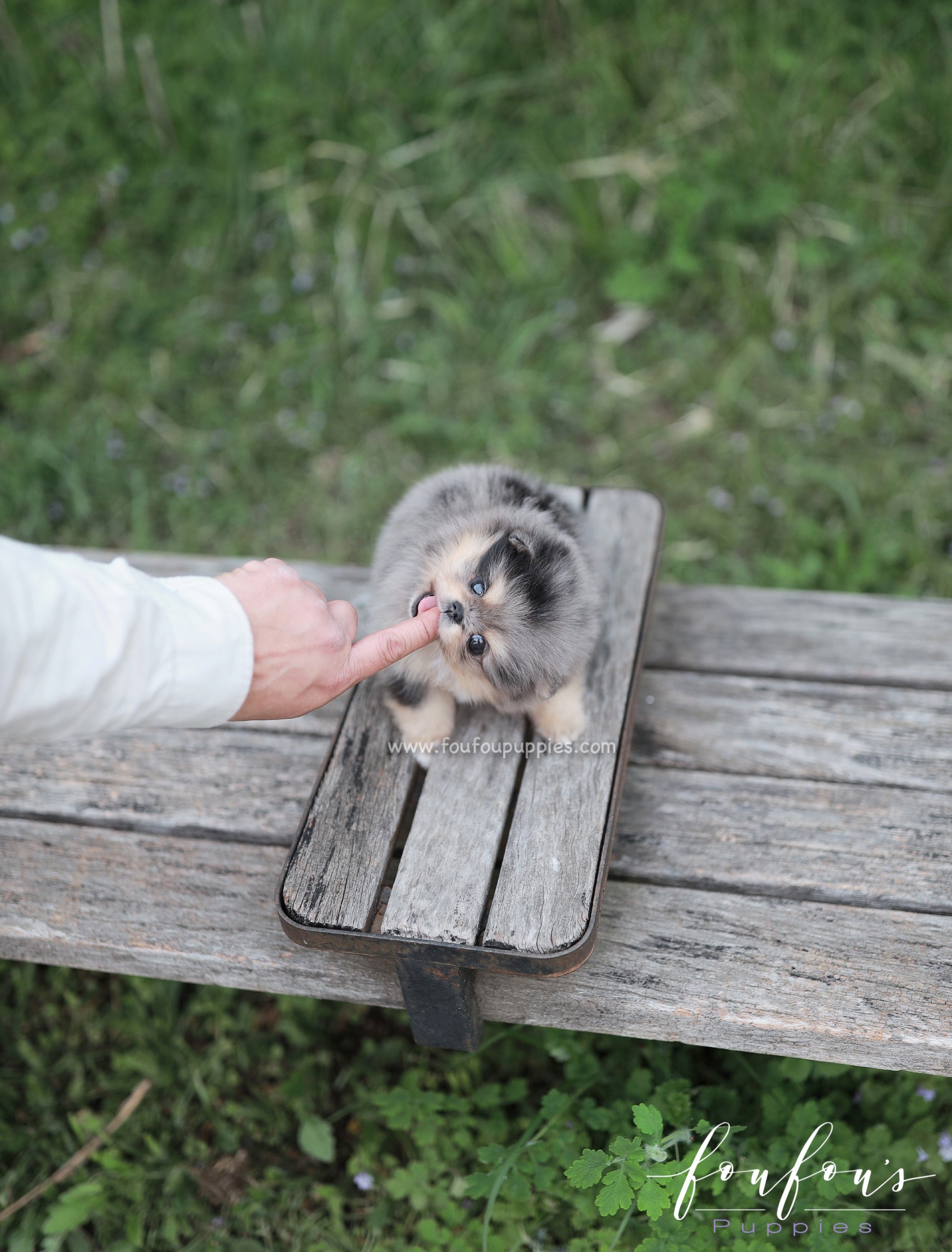 Sky - Pomeranian F.