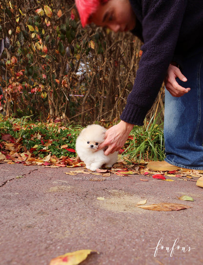 Mistletoe - Pomeranian F.