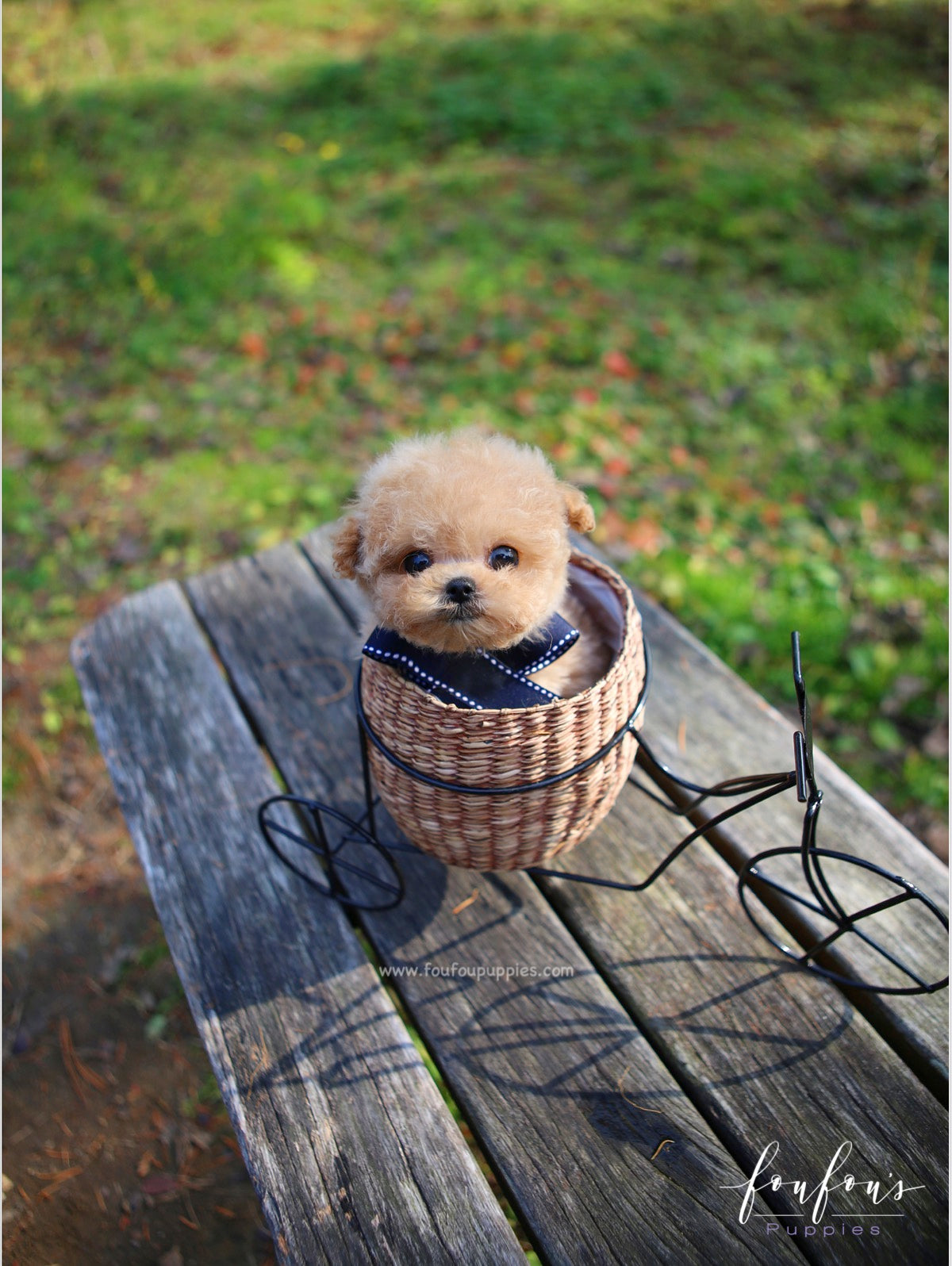 Snuggles - Poodle M.