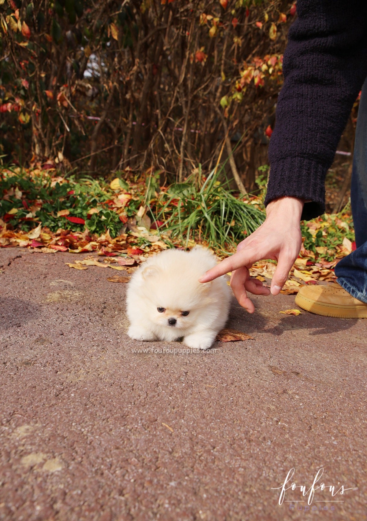 Mistletoe - Pomeranian F.