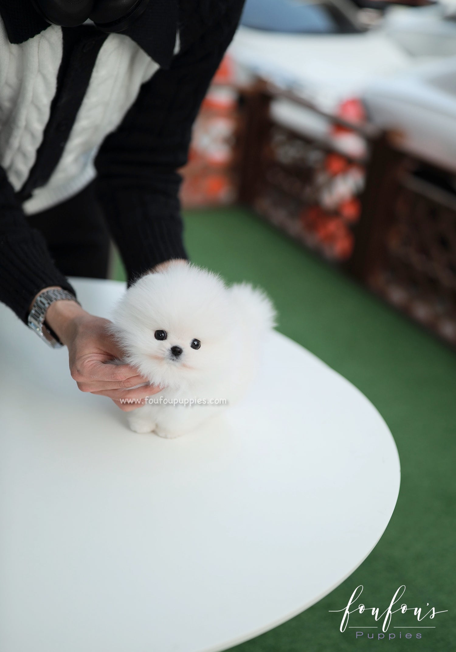 Nova - Pomeranian M.