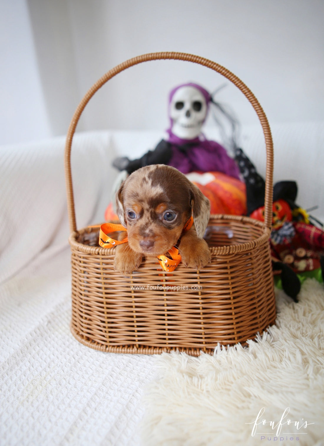 Pogo - Dachsund M.