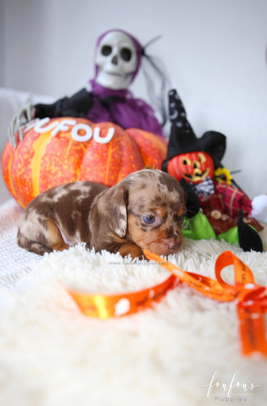 Pogo - Dachsund M.