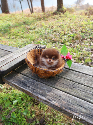 Teacup Pomeranian Puppies for Sale | Micro Toy Pomsky – Page 3 – Foufou ...