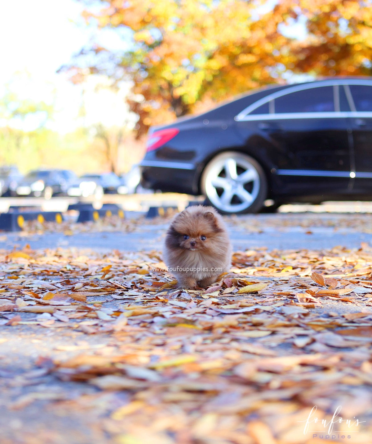 Sire - Pomeranian M.