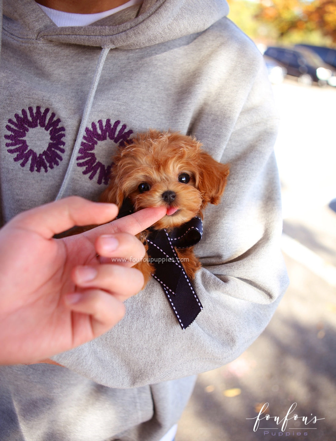 Mowgli - Maltipoo M.