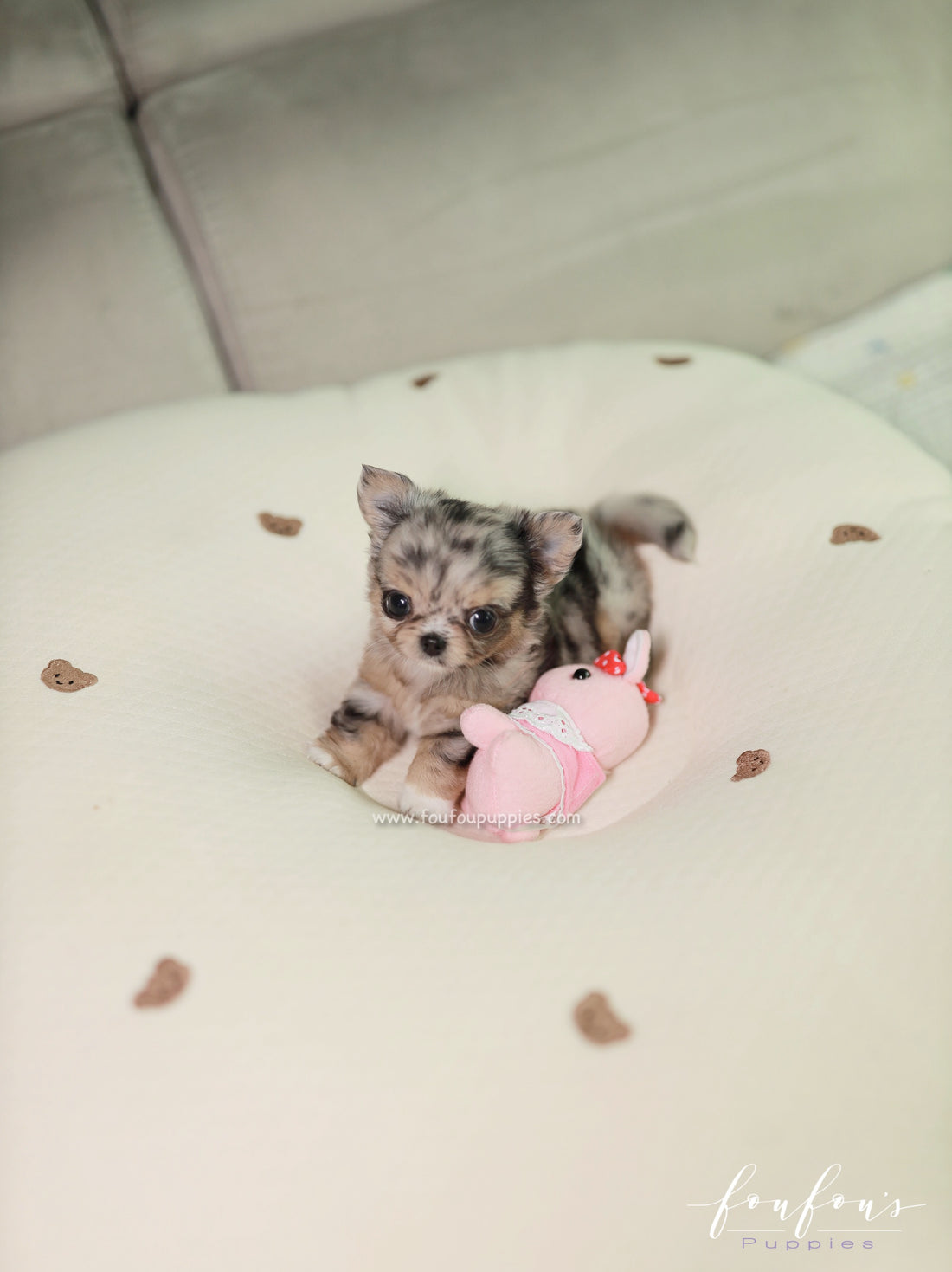 Pinky - Chihuahua M.