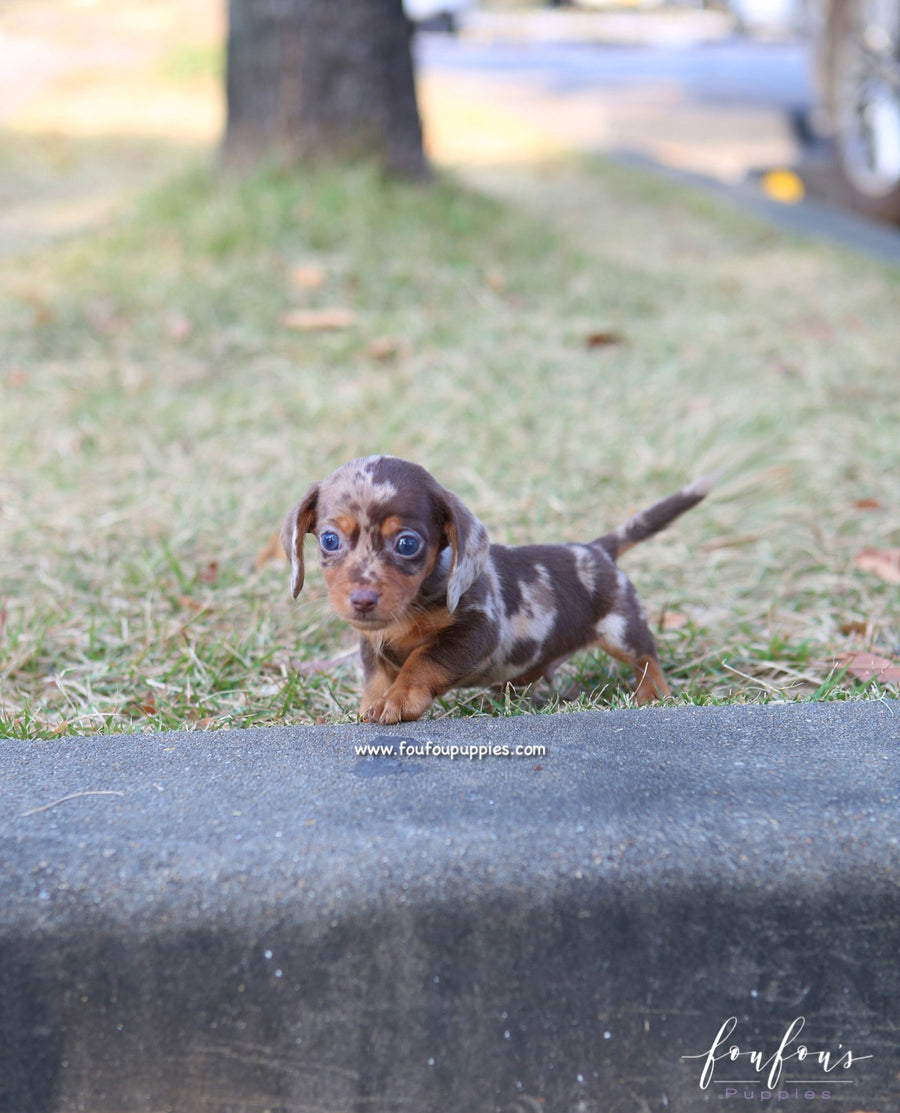 Pogo - Dachsund M.