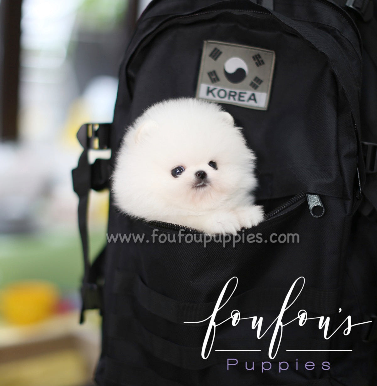 Nova - Pomeranian M.