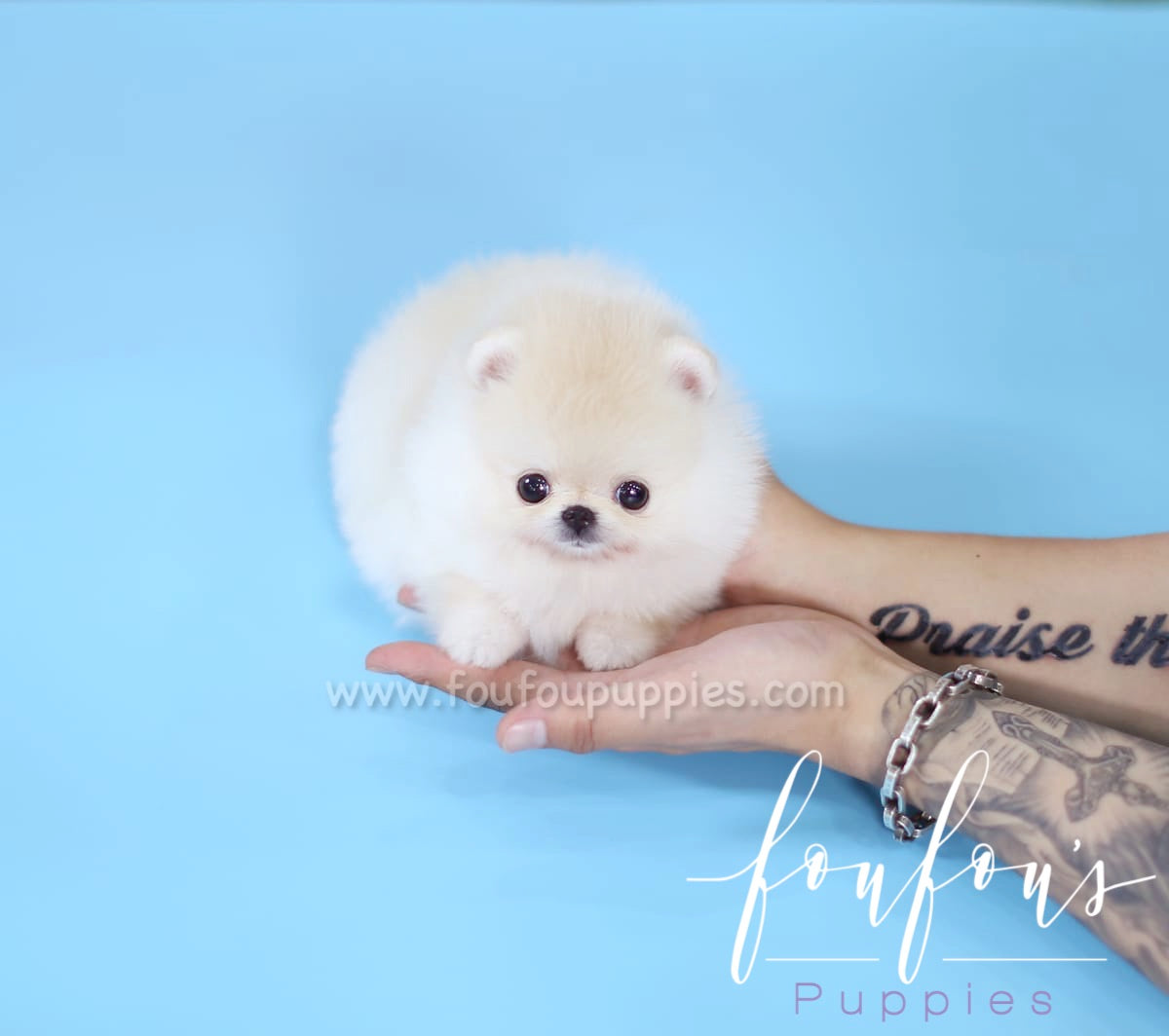 Simba - Pomeranian M.