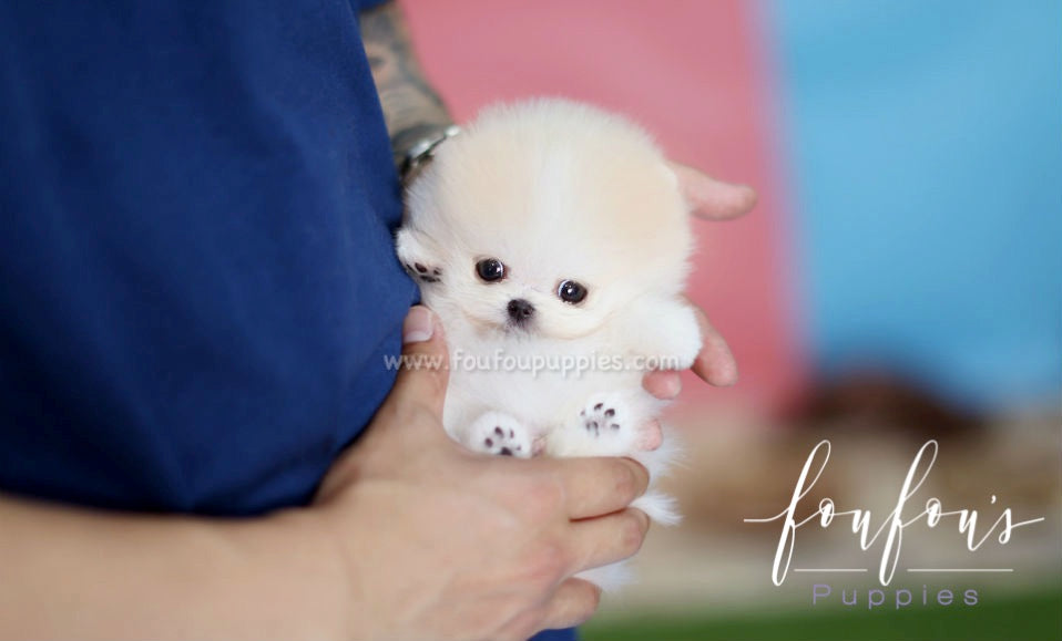 Peanut - Pomeranian M.