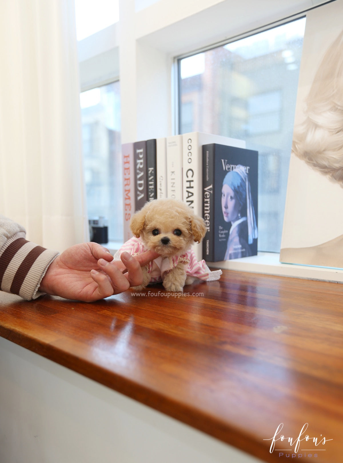 Dolce - Maltipoo F.