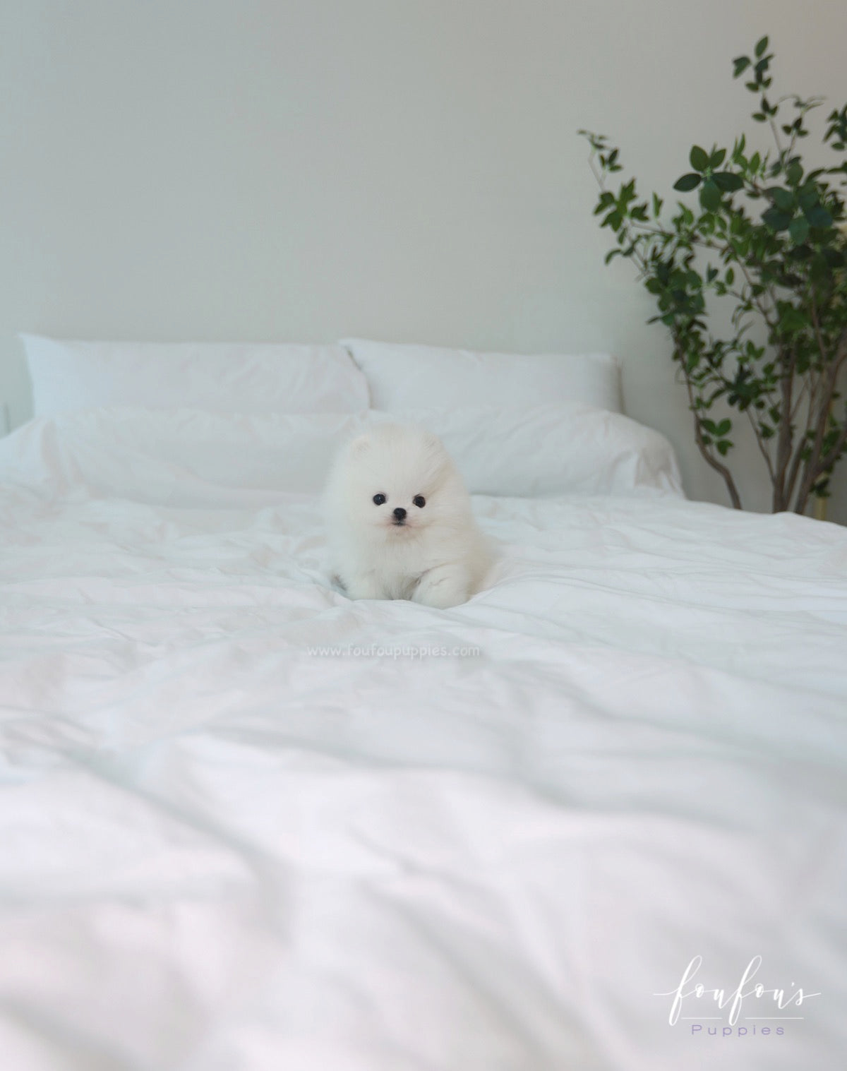 Céline - Pomeranian F.