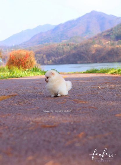 Mistletoe - Pomeranian F.