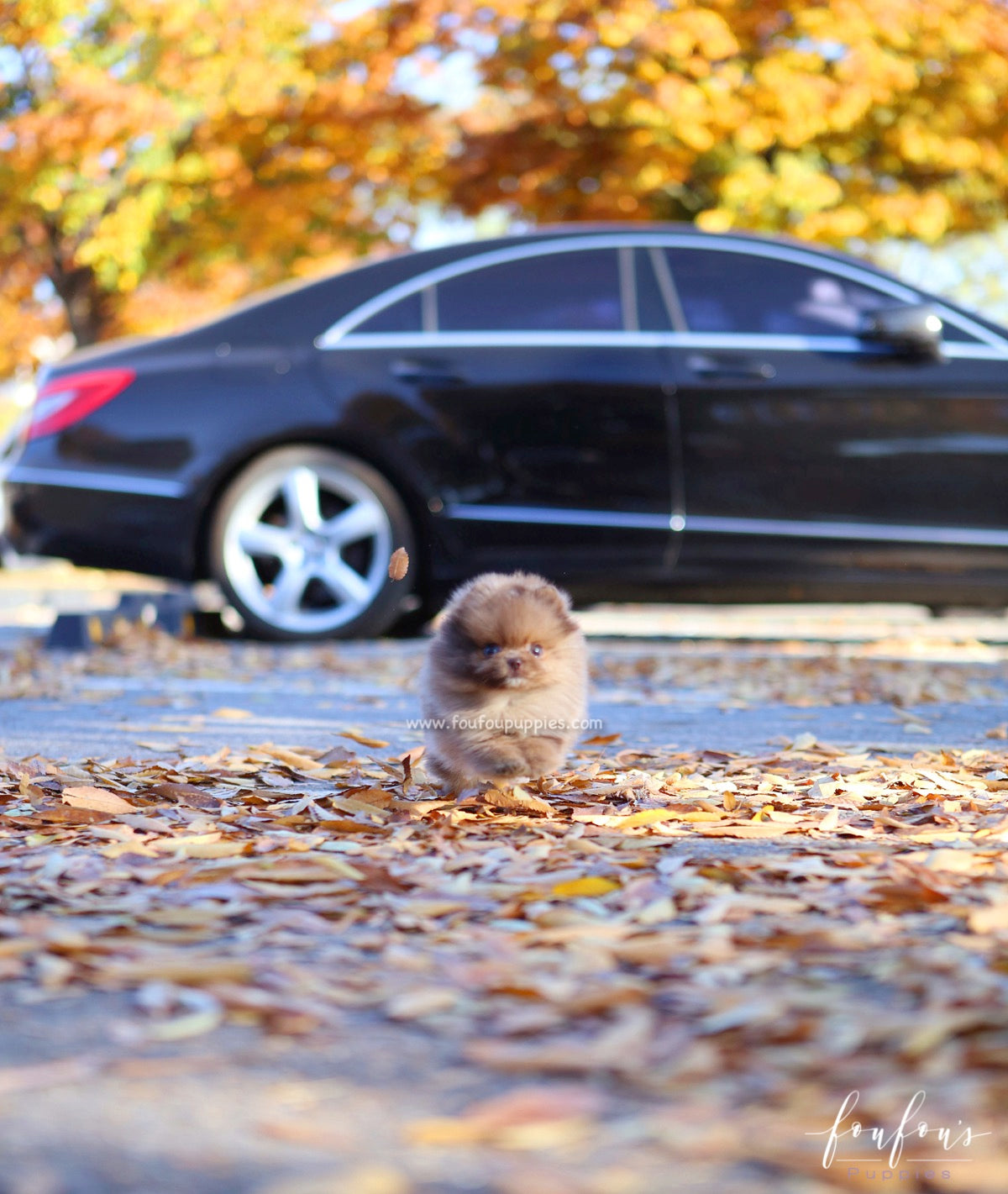 Sire - Pomeranian M.