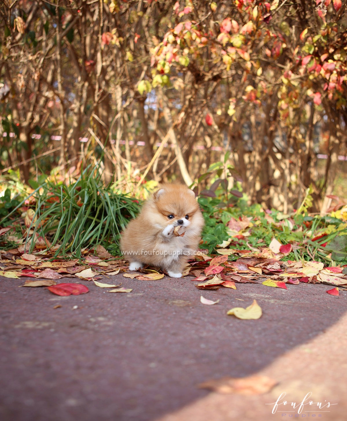 Joy - Pomeranian F.