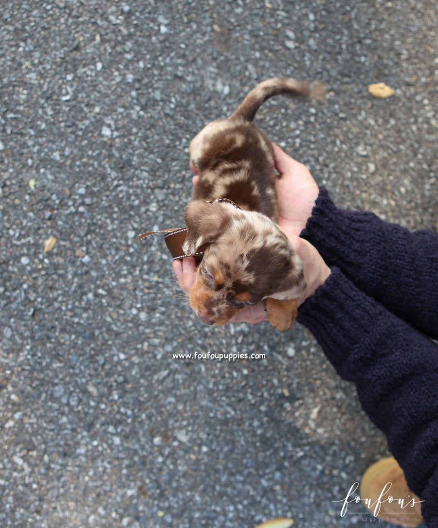 Pogo - Dachsund M.