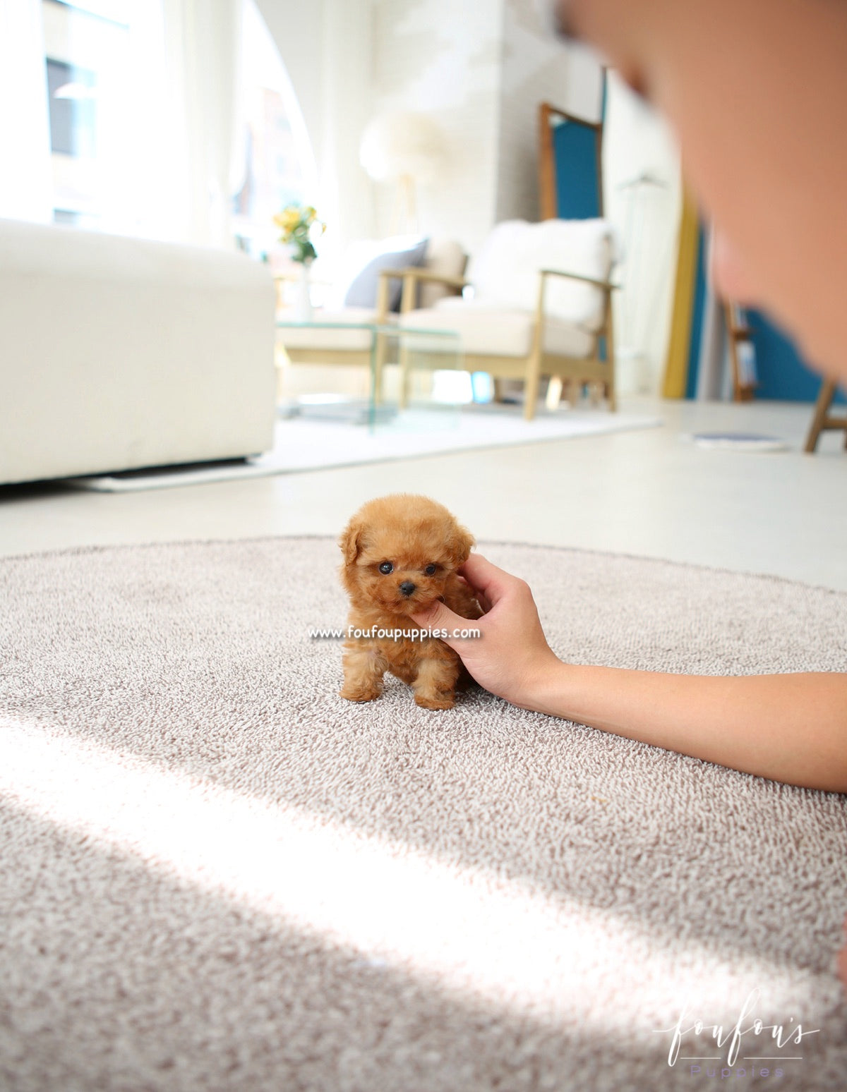 Chloé - Poodle F.