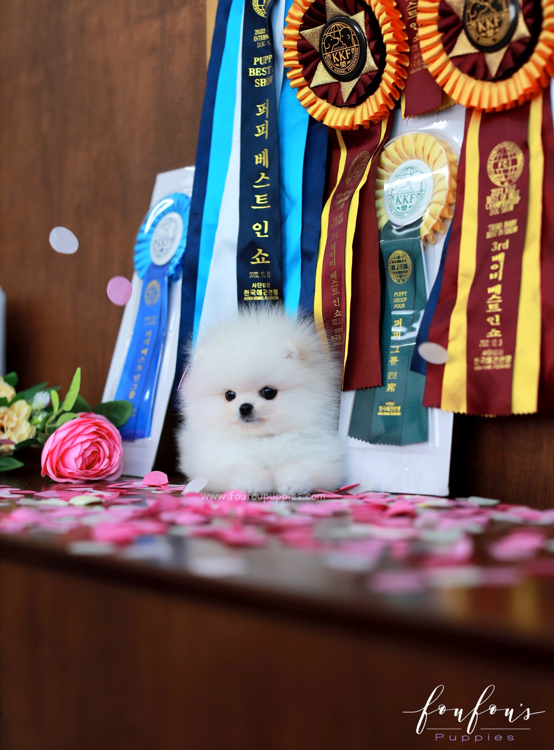 Titan - Pomeranian M.