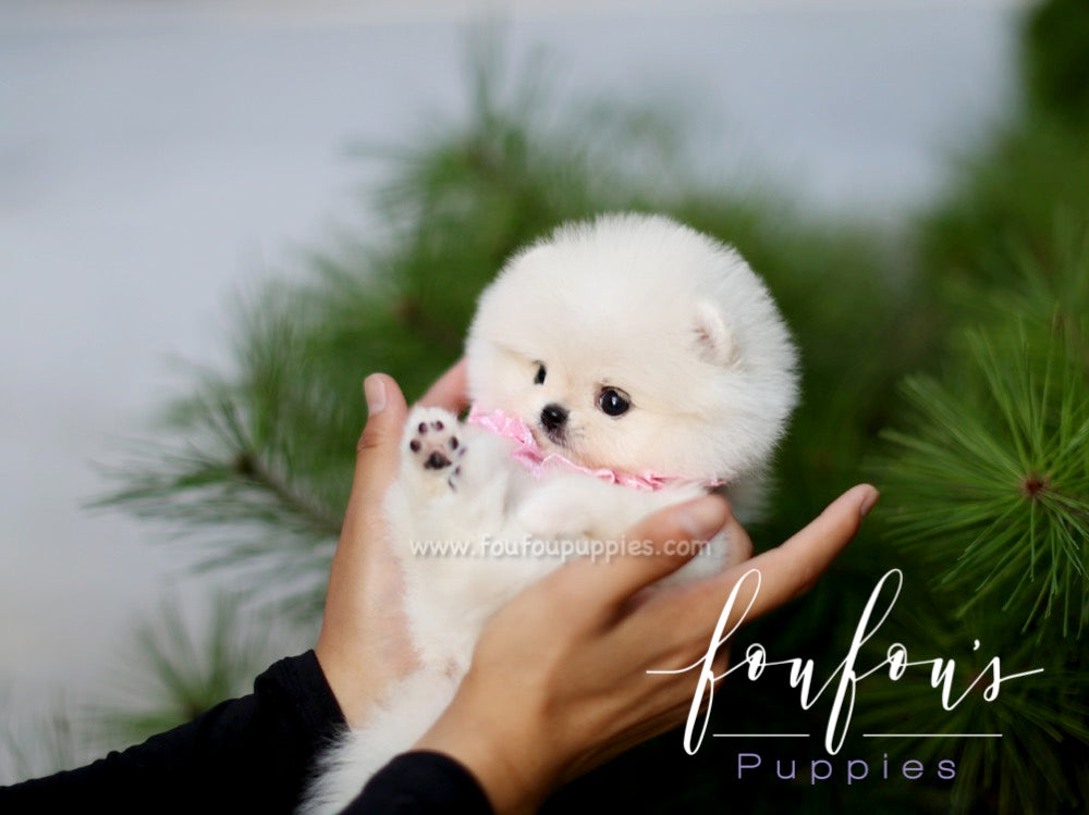 Boo - Pomeranian M.