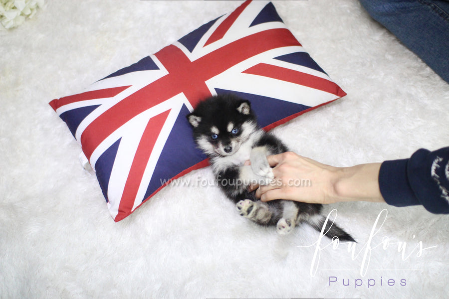 Sapphire - Pomsky F.