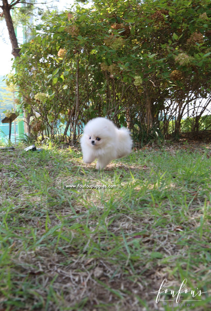 Zaya - Pomeranian F.