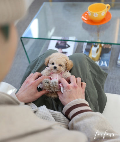 Dolce - Maltipoo F.