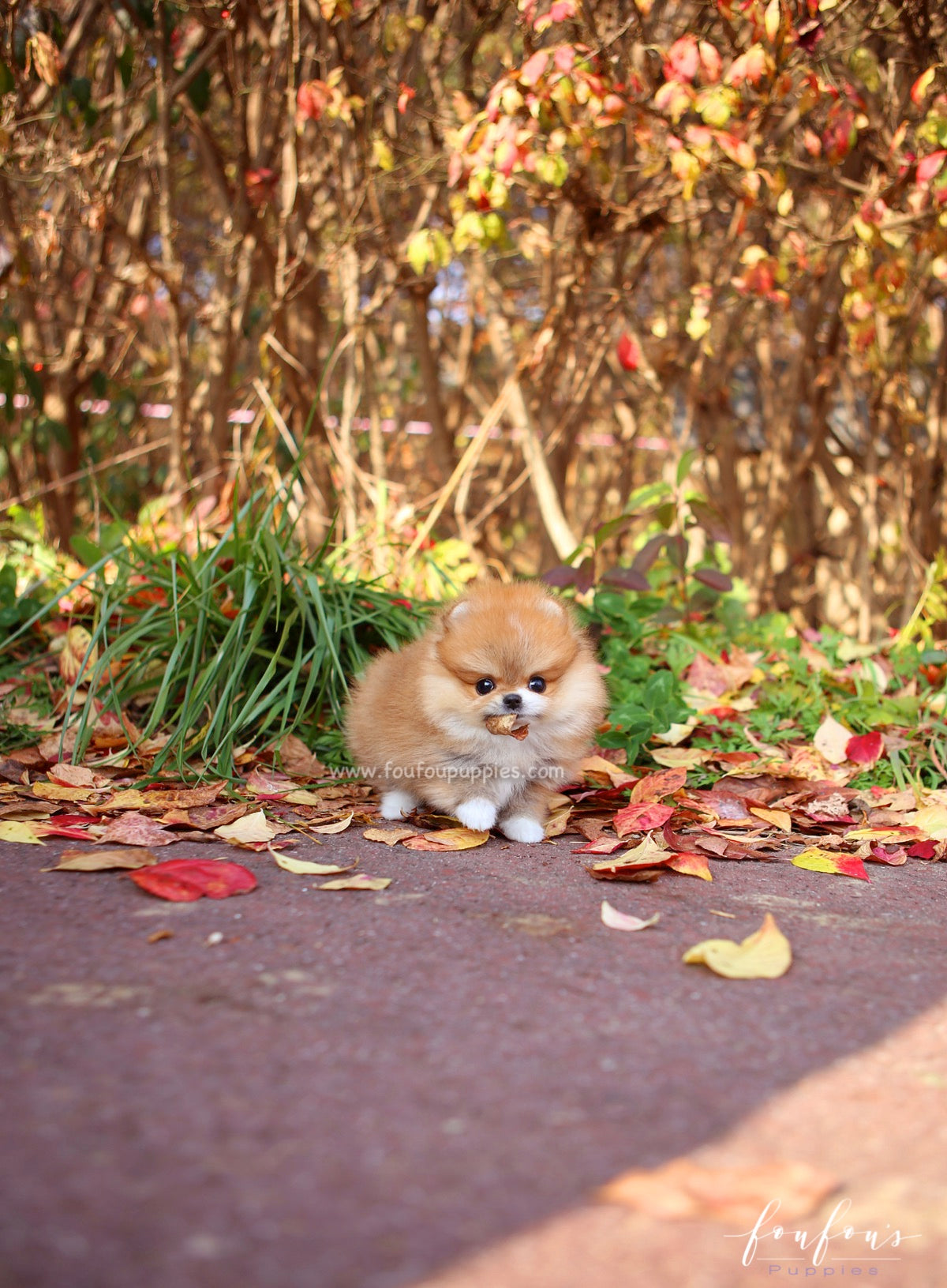 Joy - Pomeranian F.