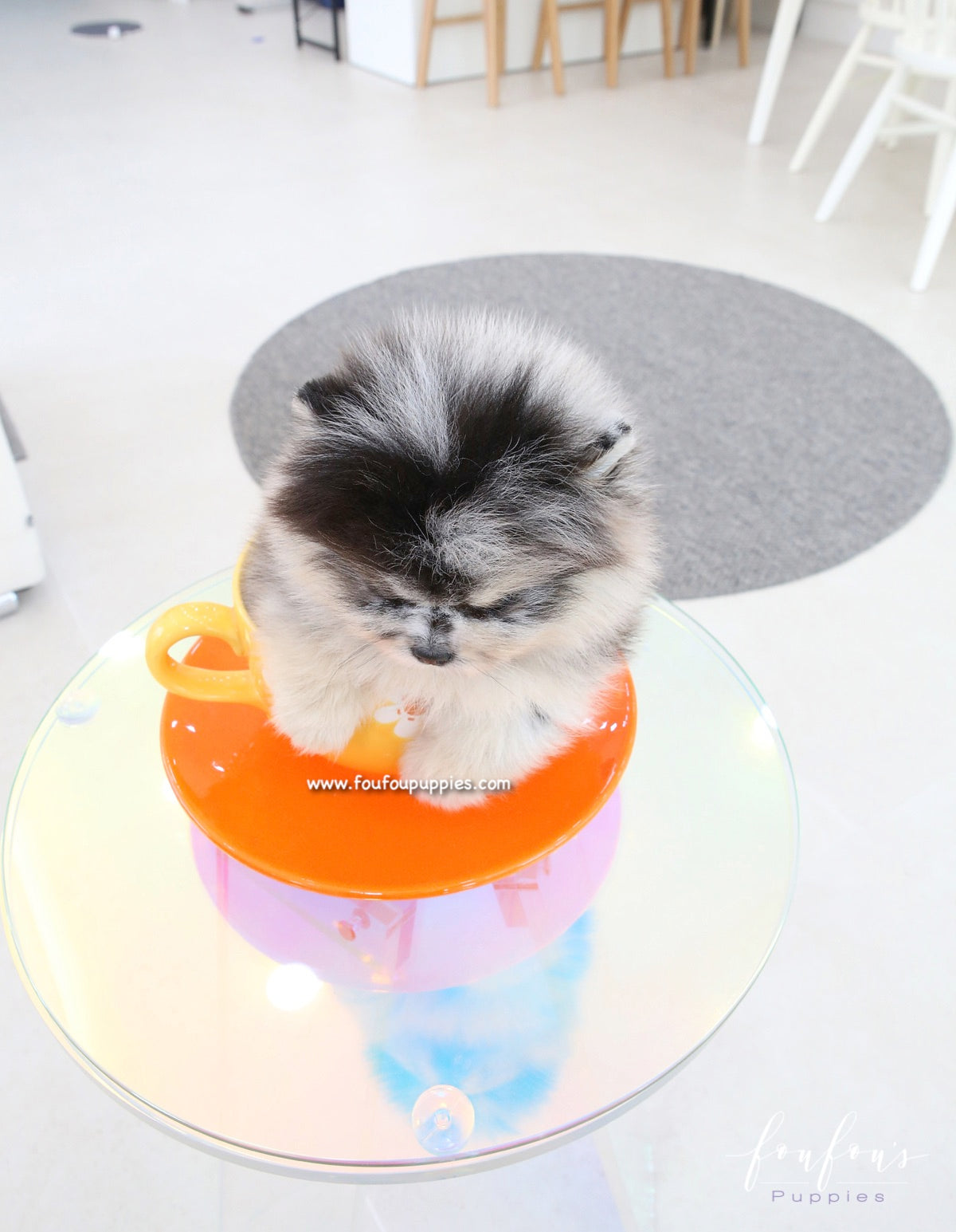 Mavi - Pomeranian M.