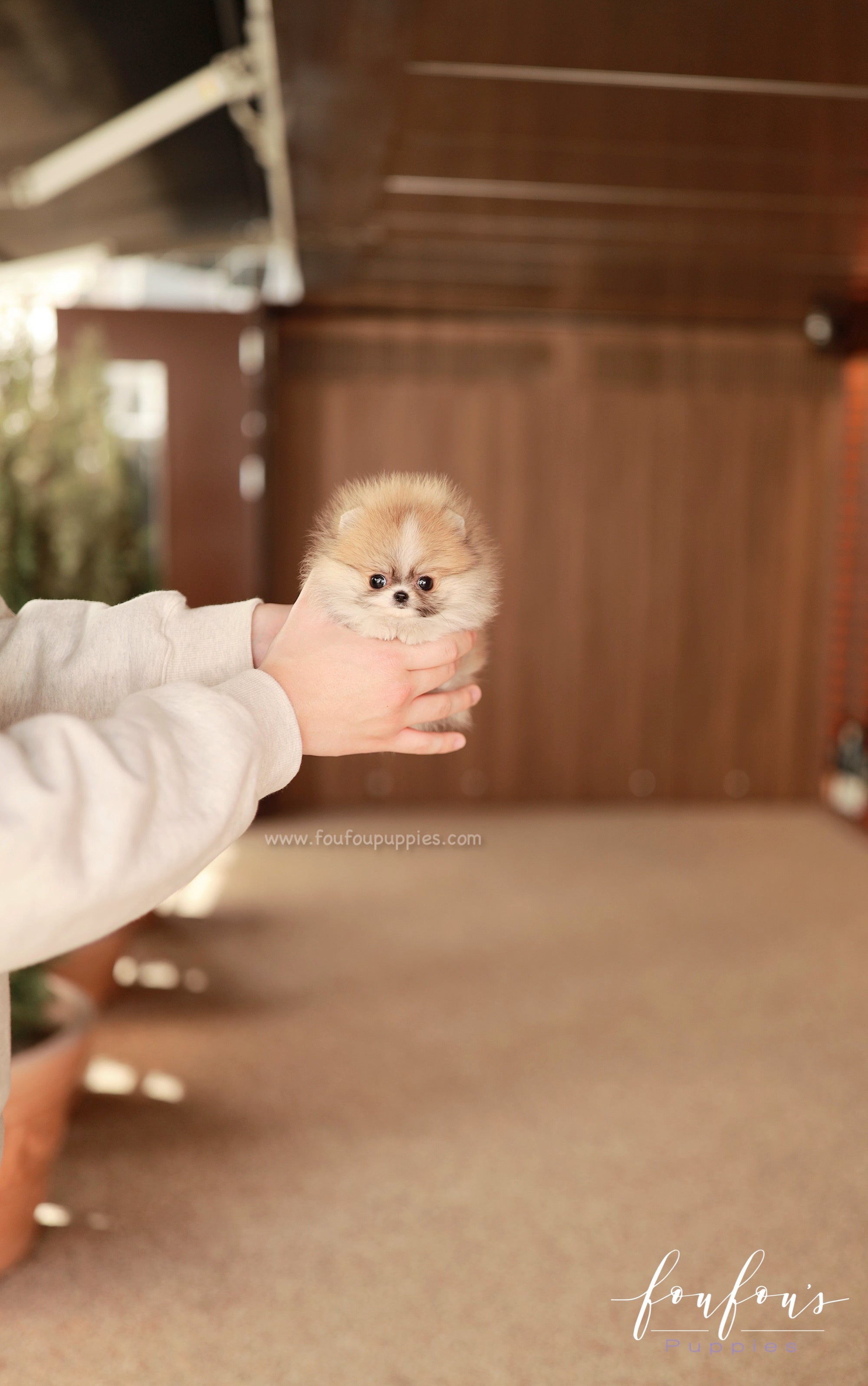 Honey - Pomeranian F.