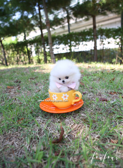 Zaya - Pomeranian F.