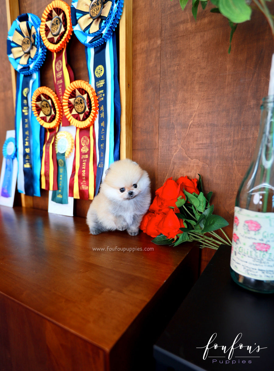 Valencia - Pomeranian F.