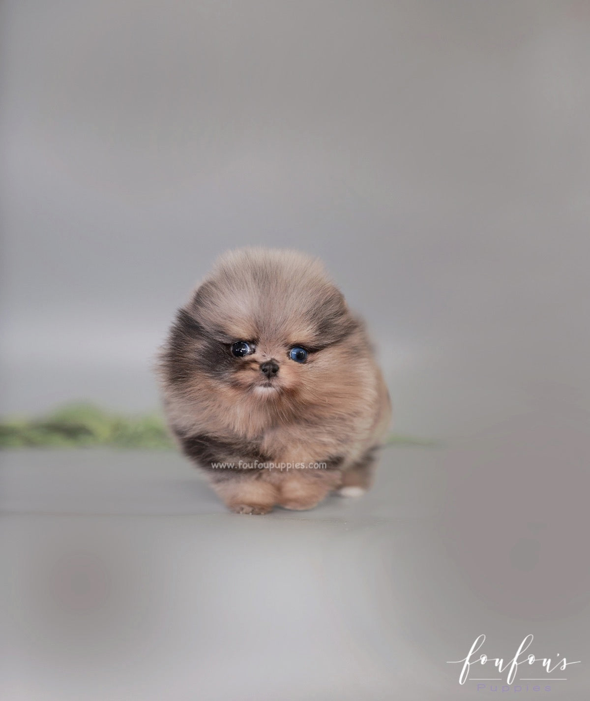 Nebula - Pomeranian F.