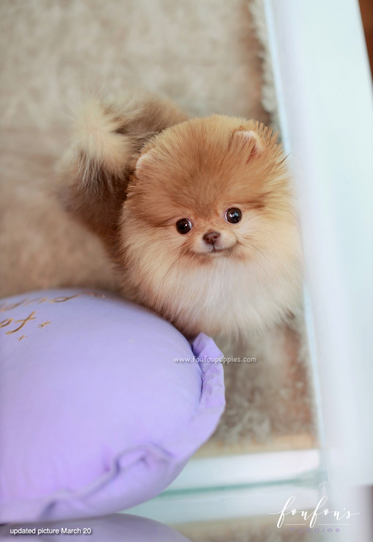 Amore - Pomeranian F.